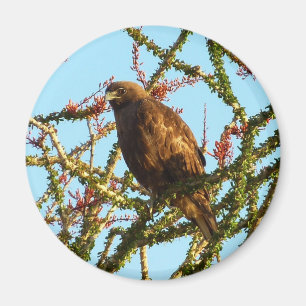 Unreifer Rotschwanzbussard in Ocotillo-Strauch Magnet
