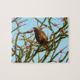 Unreifer Rotschwanzbussard in Ocotillo-Strauch Puzzle