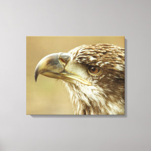 Unreifer Weißkopfseeadler Leinwanddruck