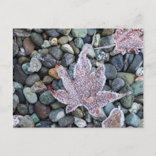 Uns, Wa, Bainbridge Island. Frühmorgenfrost 2 Postkarte