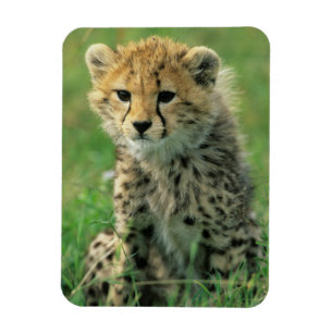 Unscharfer Gepard-Junges Magnet