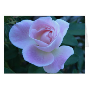 Unschuldige Blüte