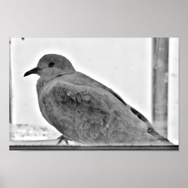 Unschuldige Taube Poster (Vorne)