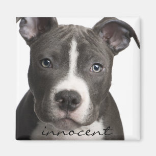 Unschuldiger Pitbull Welpen-Magnet Magnet