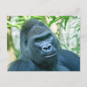 Unschwindelerregende Stärke Silverback Gorilla Kit Feiertagspostkarte