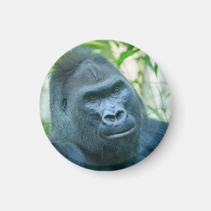 Unschwindelerregende Stärke Silverback Gorilla Kit Magnet