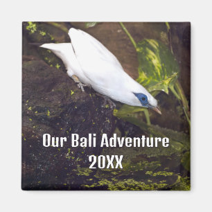 Unser Bali-Abenteuer 2026 Bali-Myna-Vogelkunst Magnet