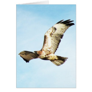 "Unser bestster Ruhm. "Rot-Angebundener Falke im