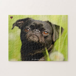 Unser Griffon Dog unser Puzzle für Haustiere