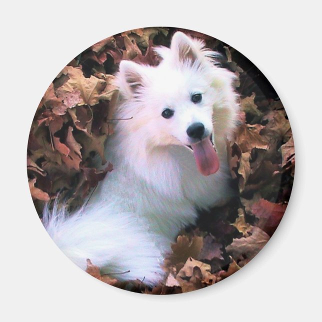 Unser Hund wird von mir fotografiert! Magnet (Vorne)