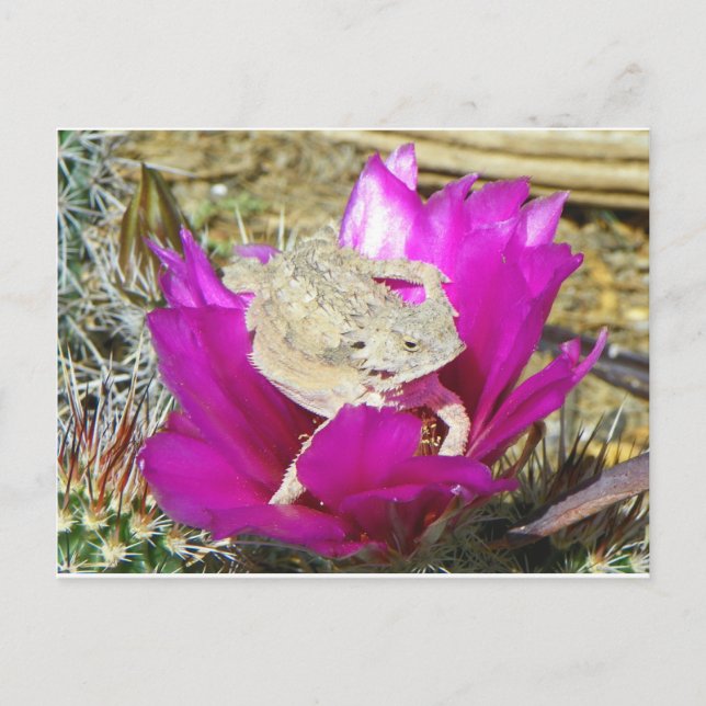 Unser Kakti-Hinterhof blüht eine Lizard Postkarte (Vorderseite)