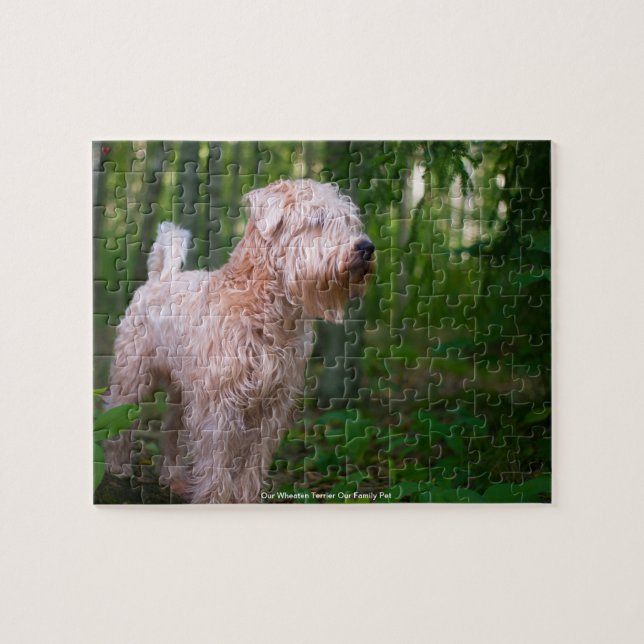 Unser "Wheaten Terrier" ist unser Puzzle für Haust (Horizontal)