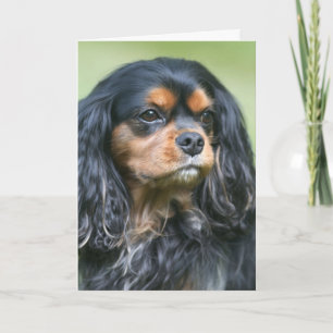 Unsere Freundschaft schätzen Cavalier King Charles Karte