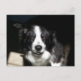 Unsere geliebte Grenze Collie Jake - Postkarte