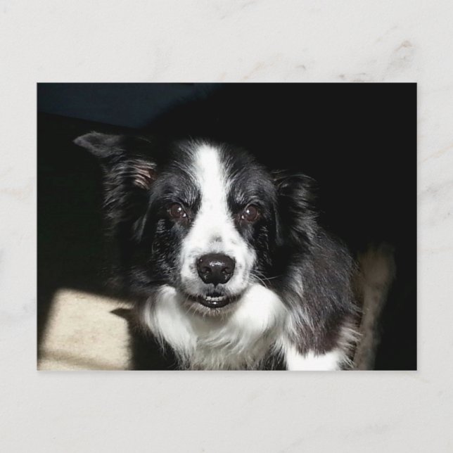 Unsere geliebte Grenze Collie Jake - Postkarte (Vorderseite)