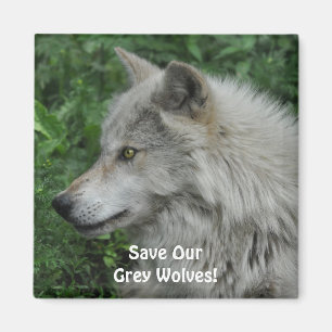 UNSERE GRAUEN WOLVES Wildlife Foto Magnet gerettet