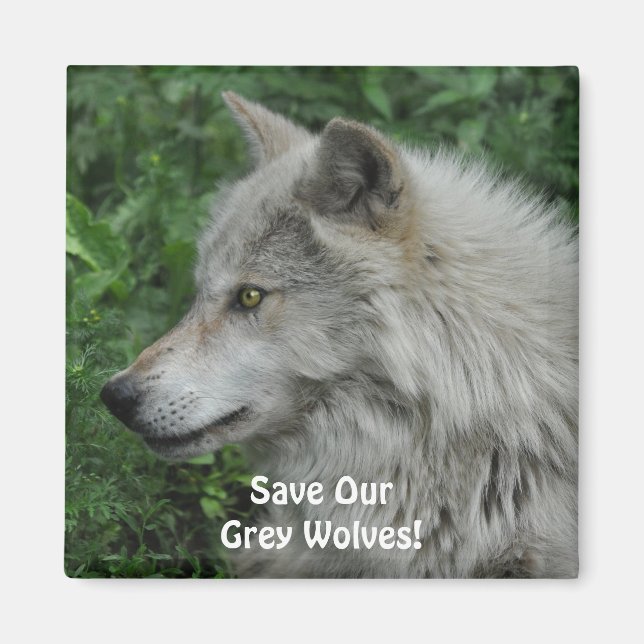 UNSERE GRAUEN WOLVES Wildlife Foto Magnet gerettet (Vorne)