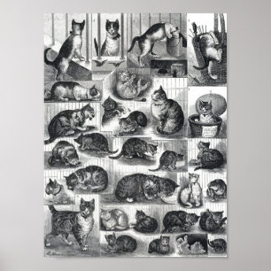 Unsere Katzen eine Haustiergeschichte, Louis Wain Poster