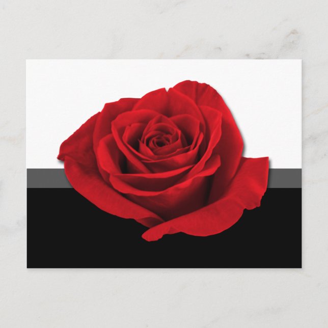 Unsere Liebe Rose ~ Postkarte (Vorderseite)