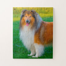 Unsere Rough Collie unser Haustier