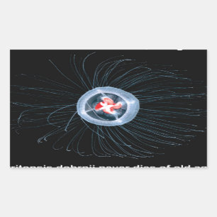 Unsterbliche Quallen-Rechteck-Aufkleber Rechteckiger Aufkleber