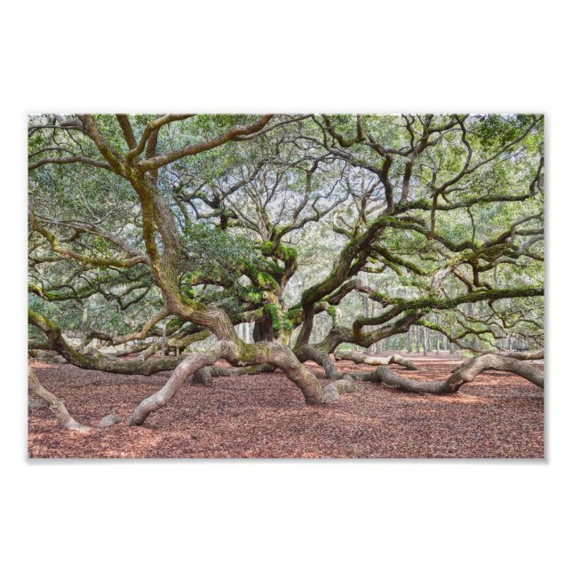 Unter Angel Oak, South Carolina Fotodruck (Vorne)