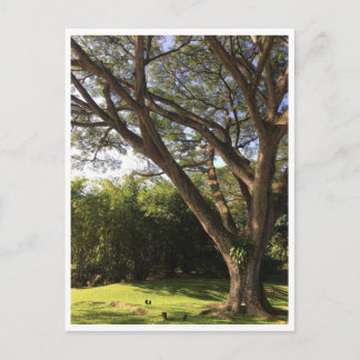 Unter dem Regenbaum Postkarte