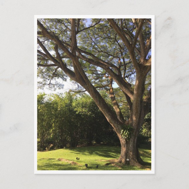 Unter dem Regenbaum Postkarte (Vorderseite)