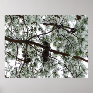 Unter dem schneebedeckten Kiefernbaum Winterfoto Poster
