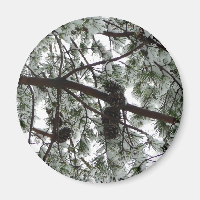 Unter dem schneebedeckten Kiefernwald WinterFoto Magnet (Vorne)