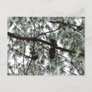 Unter dem schneebedeckten Kiefernwald WinterFoto Postkarte