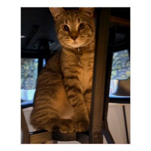 Unter dem Tisch — Milo des Tabby Lieblingsplatz Poster