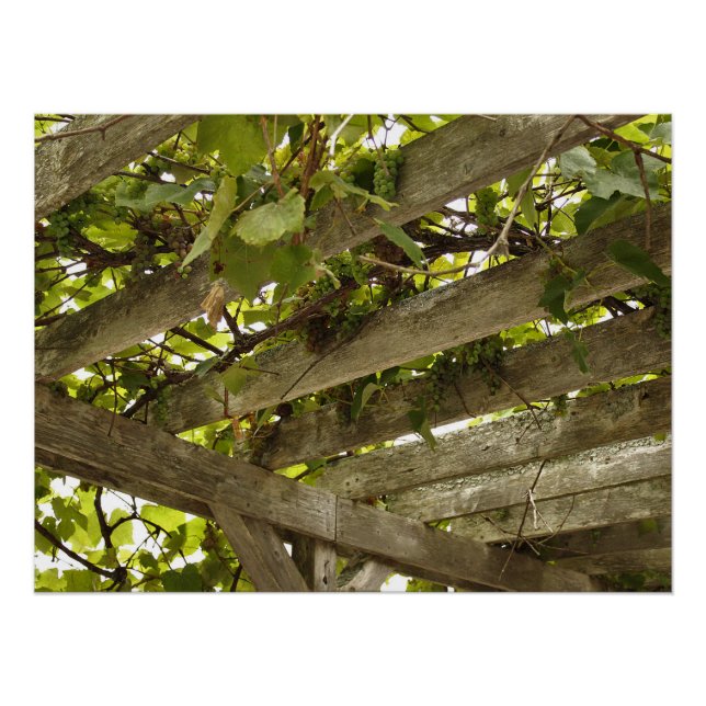 Unter einer Kulisse von Trauben Poster (Vorderseite)