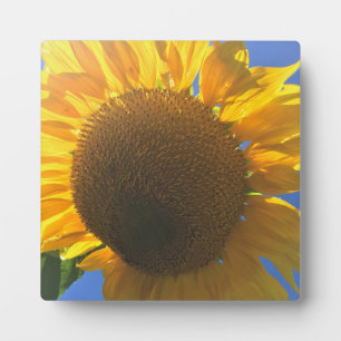 Unter einer Sonnenblume Fotoplatte