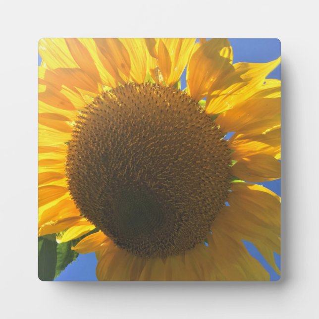 Unter einer Sonnenblume Fotoplatte (Vorderseite)