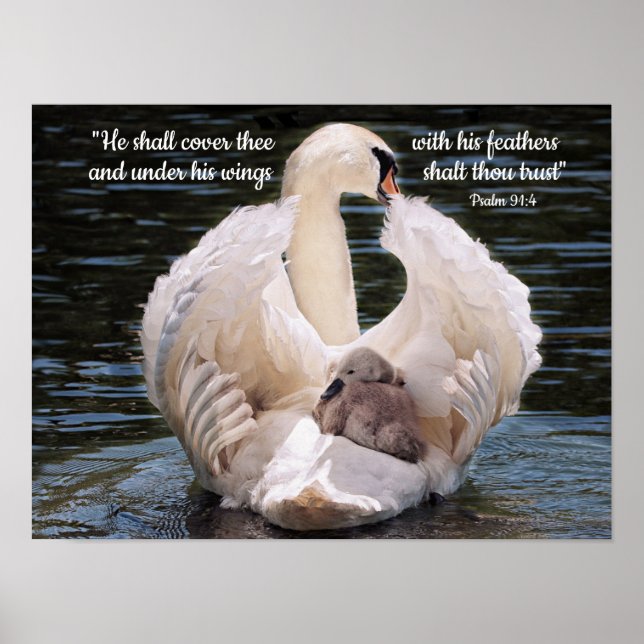 Unter seinen Flügeln schwänzen mit Cygnet Poster (Vorne)