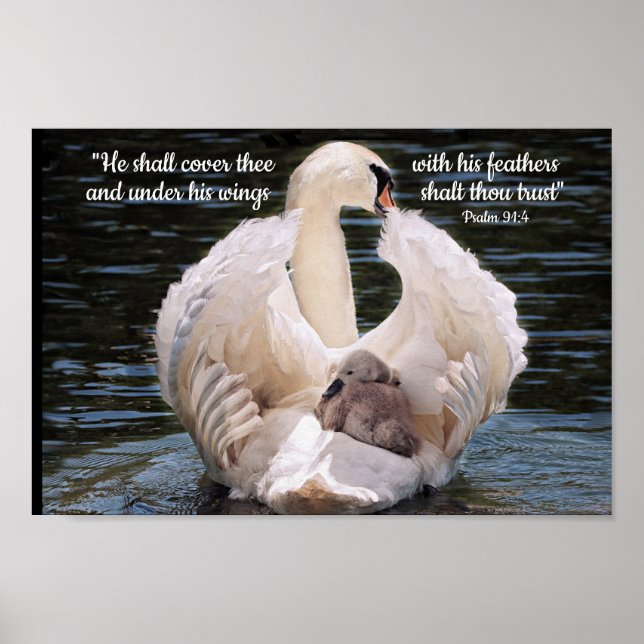 Unter seinen Flügeln schwänzen mit Cygnet-Poster Poster (Vorne)