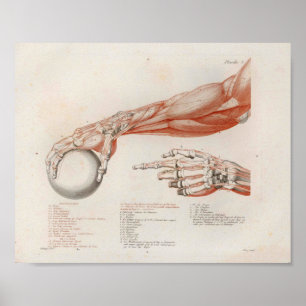 Unterarmmuskeln halten Ball Anatomie Druck Poster