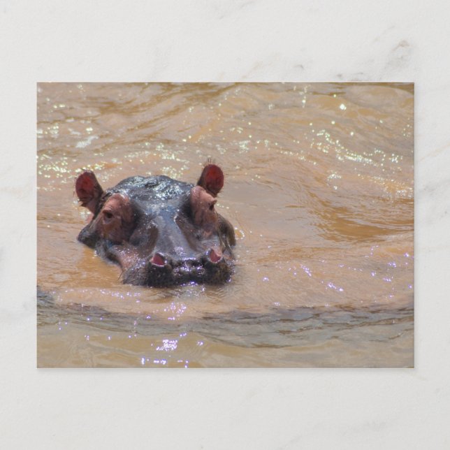 Unterhalb der Hippo-Postkarte Postkarte (Vorderseite)