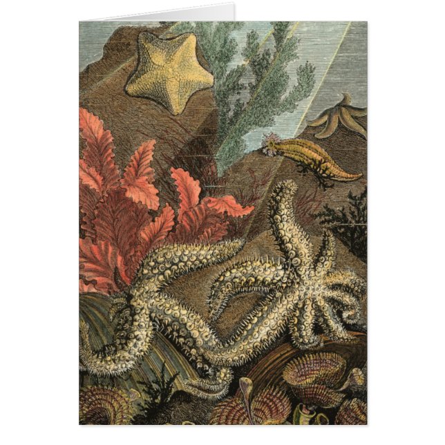 Unterhalb des Meeres (Vorne)