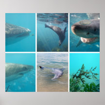 Unterhalb des Meeres leben Tiere Australien