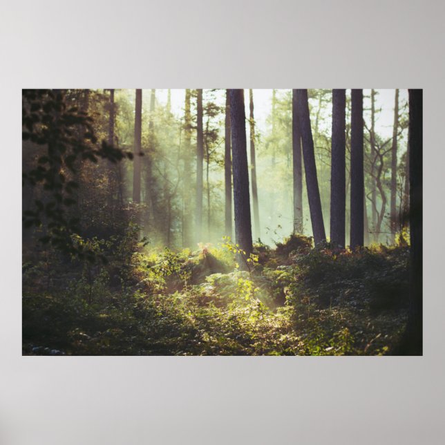 Unterpinsel im Wald Poster (Vorne)