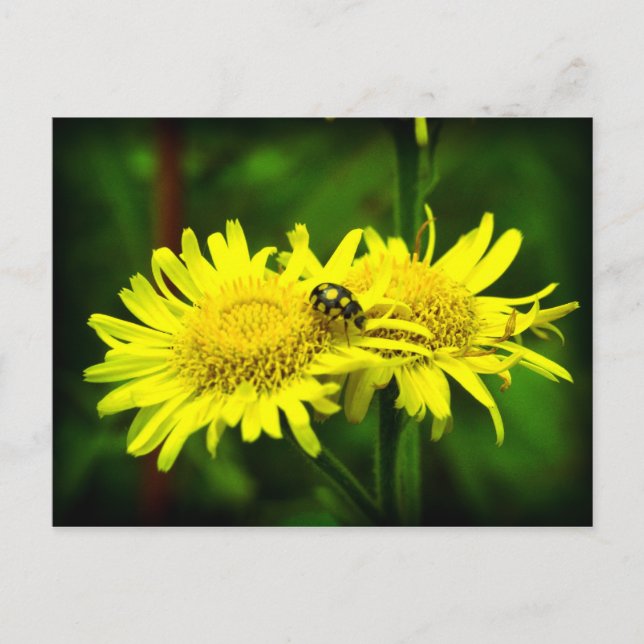 Unterschiedlich Postkarte (Vorderseite)