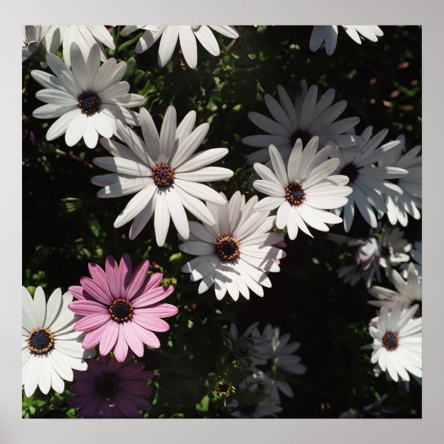 Unterschiedlich und dennoch schön poster (Vorne)