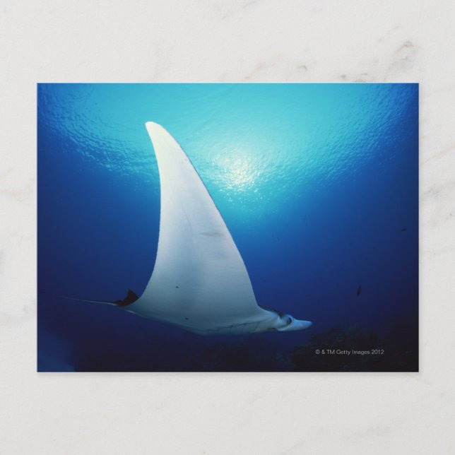 Unterseite eines Mantarochen Postkarte (Vorderseite)