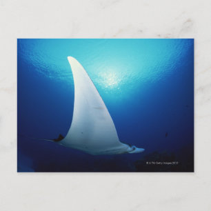 Unterseite eines Mantarochen Postkarte