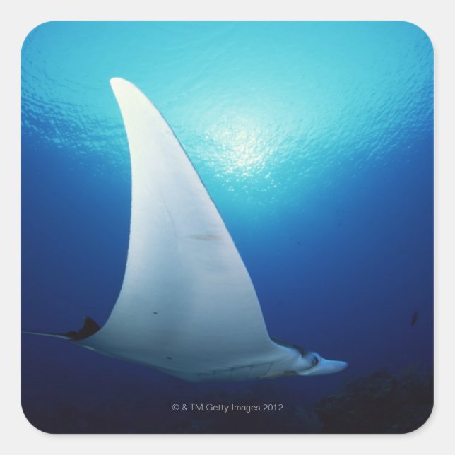 Unterseite eines Mantarochen Quadratischer Aufkleber (Vorderseite)