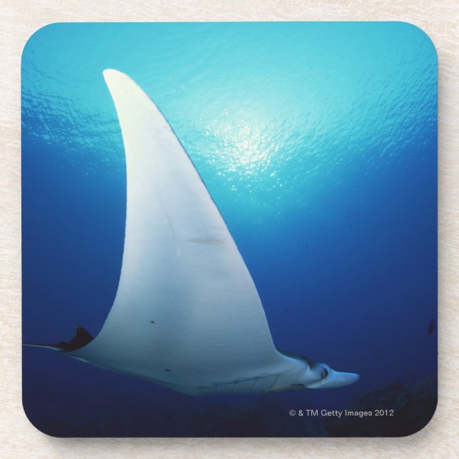 Unterseite eines Mantarochens Untersetzer (Vorderseite)