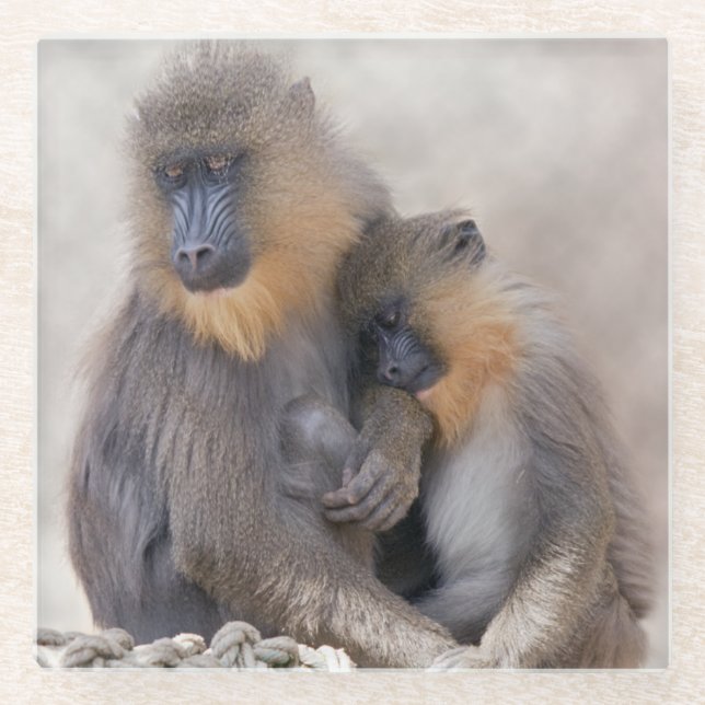 Untersetzer aus Mandrill und Young Glass (Vorderseite)