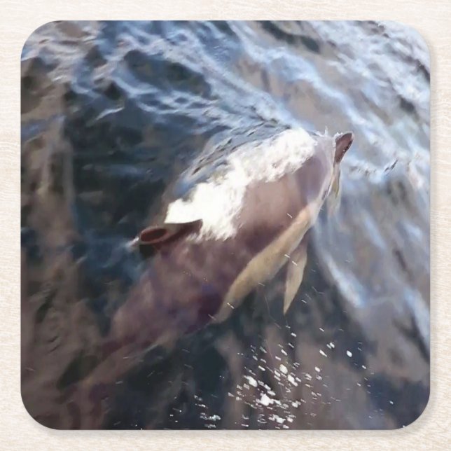 Untersetzer für die gemeinsame Dolphin-Oberfläche (Vorderseite)